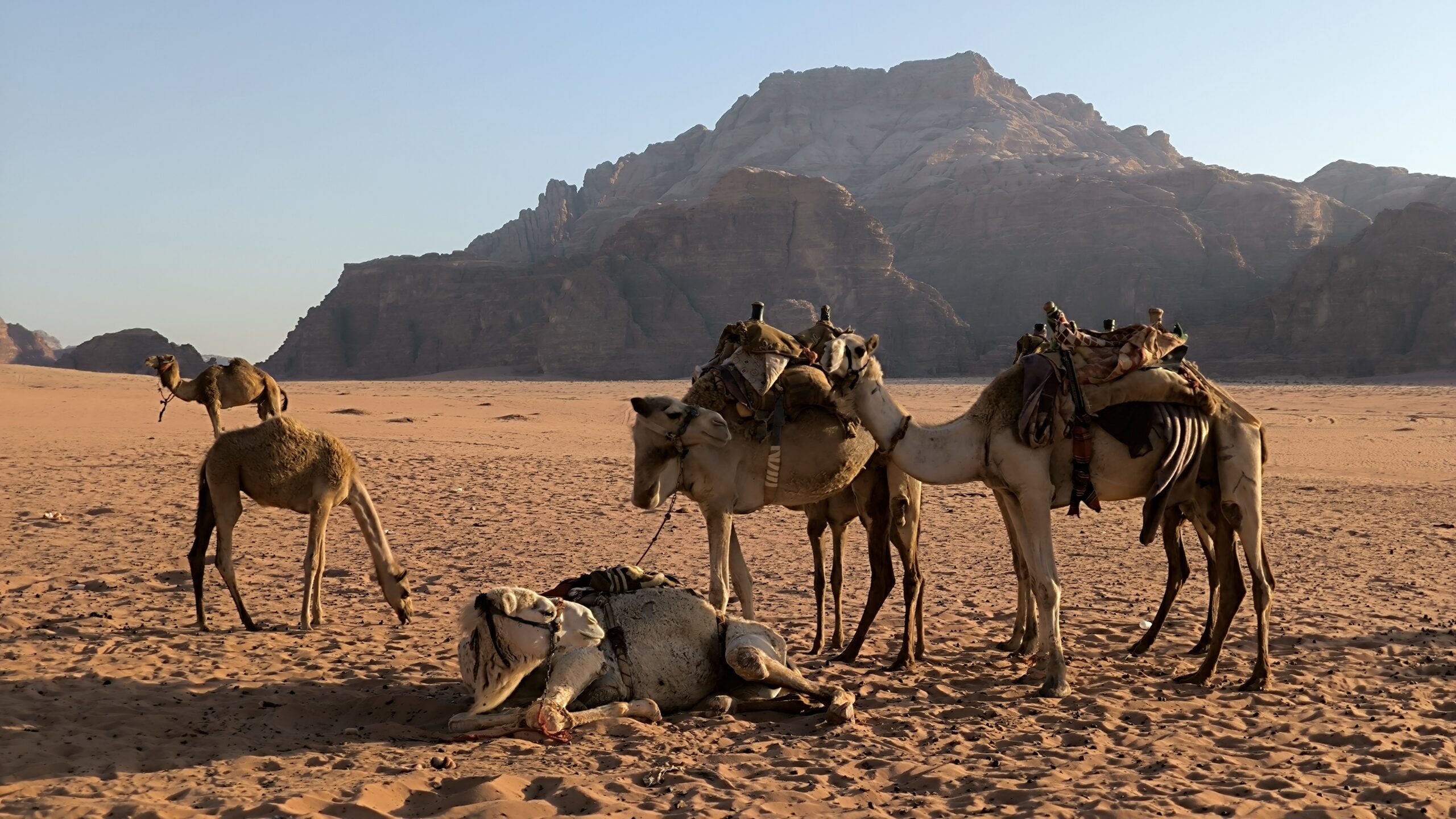 Eductour Jordanie